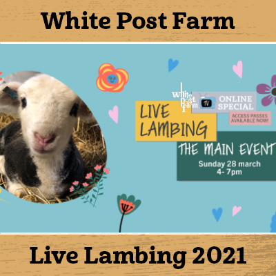 Live Lambing 2021!!!